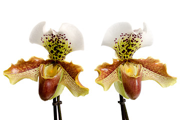 Image showing Close up of orchid (Paphiopedilum Maudiae) 