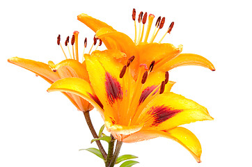 Image showing Orange lilies