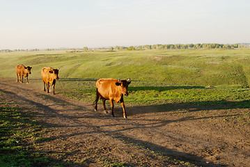 Image showing cows