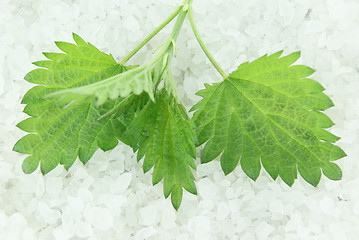 Image showing Nettle on spa salt