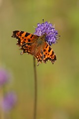 Image showing Butterfly on flower