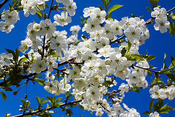 Image showing Blossoming tree