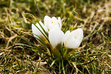 Image showing white flowers