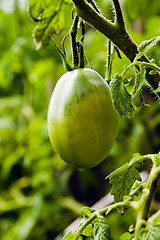 Image showing  green tomato 
