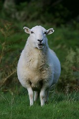 Image showing Sheep chewing grass