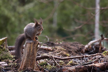 Image showing Red squirrel