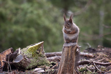 Image showing Squirrel