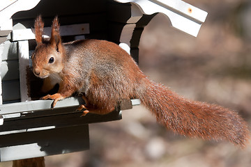 Image showing Red squirrel