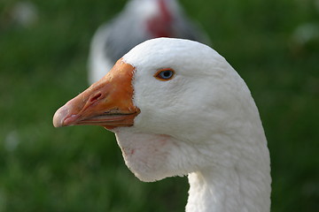 Image showing Portrait of a goose