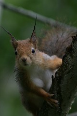 Image showing Wet squirrel