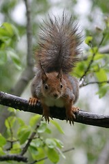 Image showing Squirrel