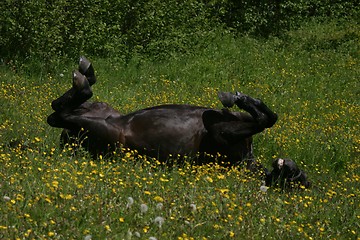 Image showing Horse rolling in grass