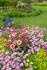 Image showing Blossoming  flower beds