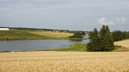 Image showing grain field