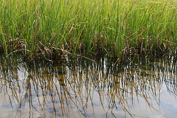 Image showing marsh reeds