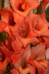 Image showing peachy flowers