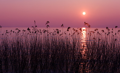 Image showing Purple sunset
