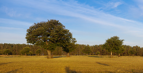 Image showing Chestnut trees in field in golden light