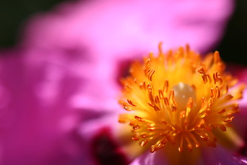 Image showing Pink Rockrose