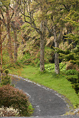 Image showing rainy garden