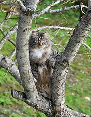 Image showing Cat in tree