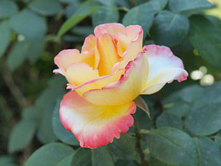 Image showing A rose