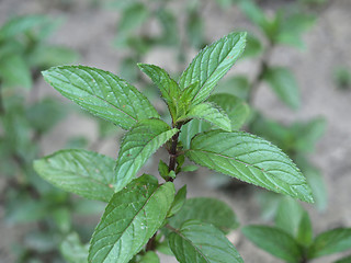 Image showing Peppermint