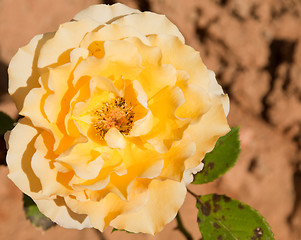 Image showing Yellow rose 