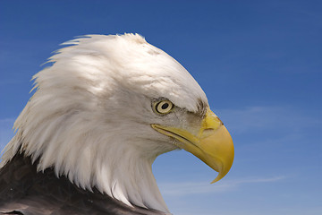 Image showing Eagle