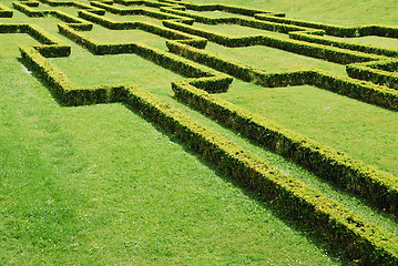 Image showing Green cuted bushes