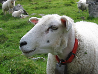 Image showing Sheep head looking to the left