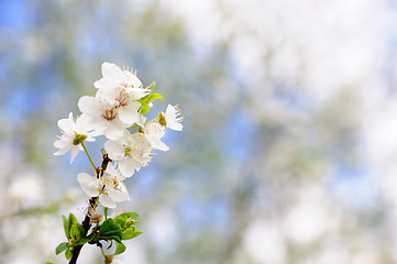 Image showing Plum blossom