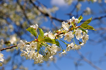 Image showing Plum blossom