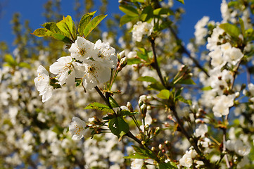 Image showing Plum blossom