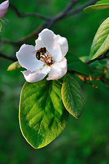 Image showing Quince bloom and bee