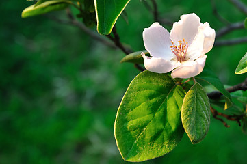 Image showing Quince blooming