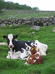 Image showing Cow and a cetle laying in the field