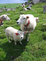 Image showing Mother sheep and her lamb