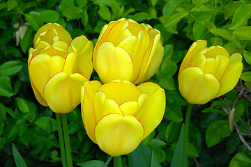 Image showing 4 yellow tulips