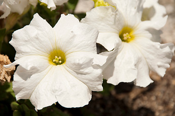 Image showing Petunia