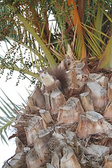 Image showing Frightened squirrel in palm , 2