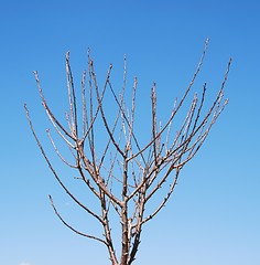 Image showing Cherry tree (close-up)