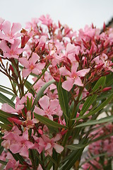 Image showing Pink flowers