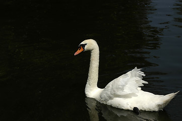 Image showing Mute swan