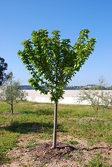 Image showing Cherry tree