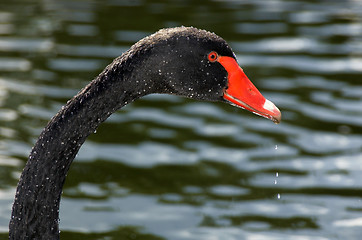 Image showing Black swan