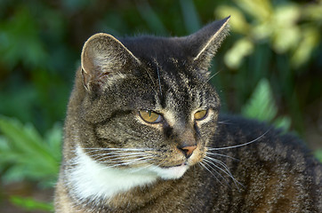 Image showing Old cat