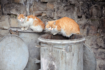 Image showing Two Stray Cats on Garbage Bins