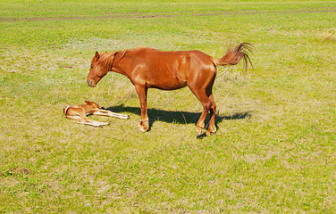 Image showing foal with mare