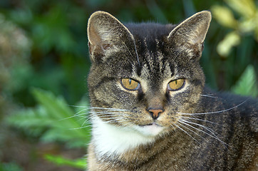 Image showing Portrait of an old cat